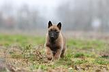 MALINOIS 888